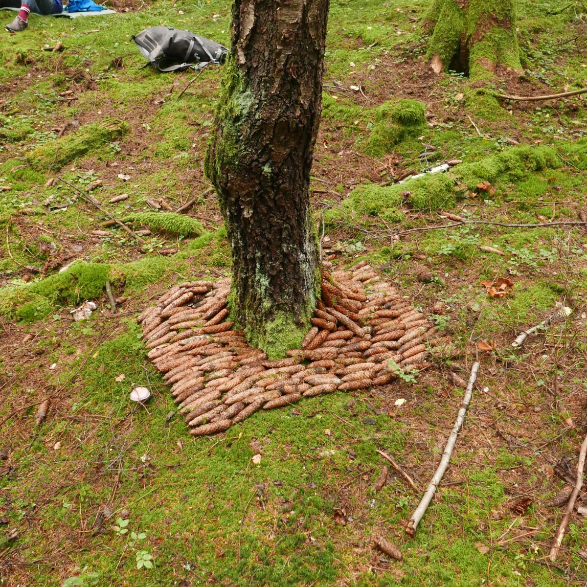Kiefernzapfenkreis um Baum im Wald