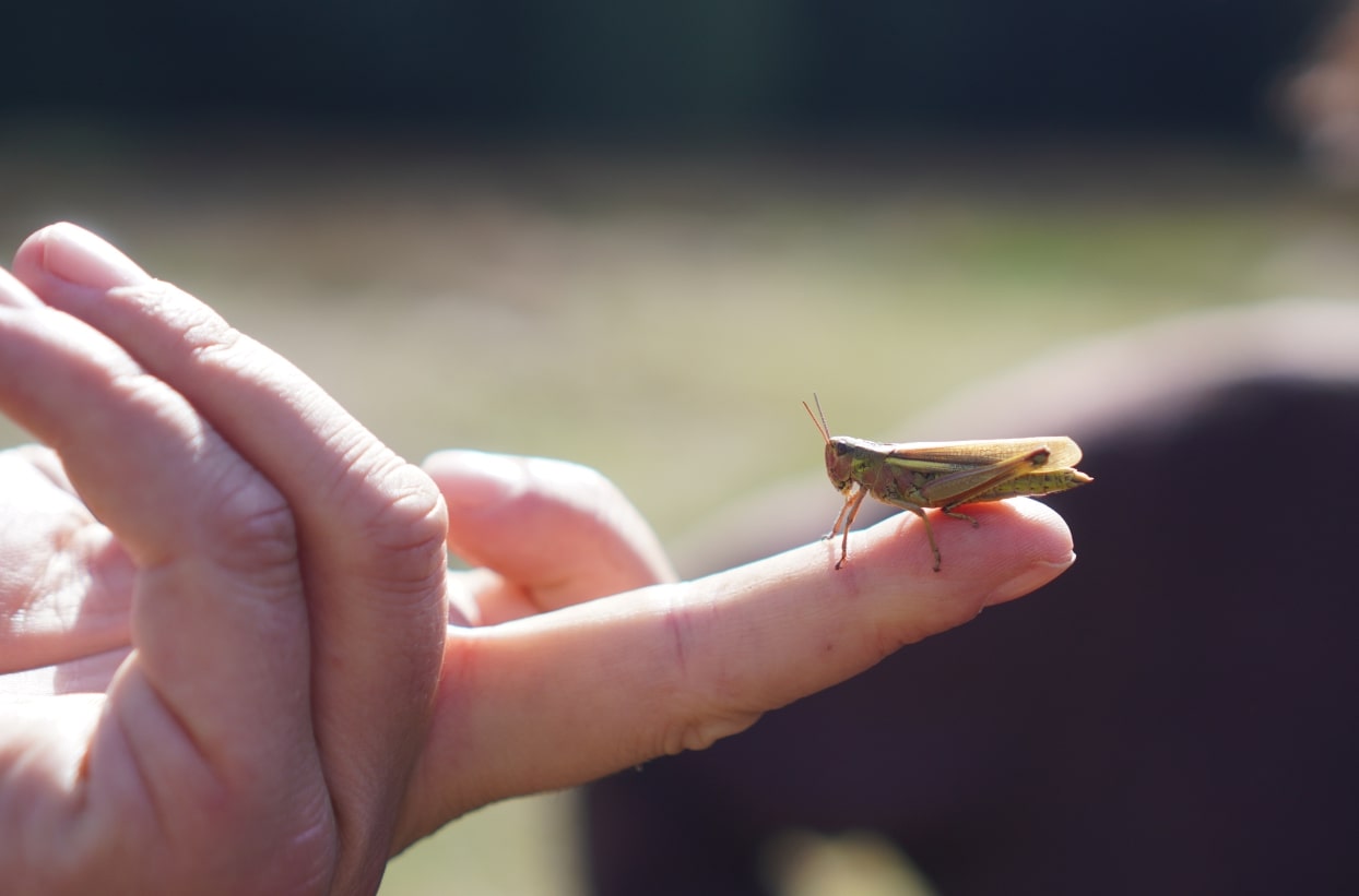 Grashüpfer auf Finger in Nahaufnahme