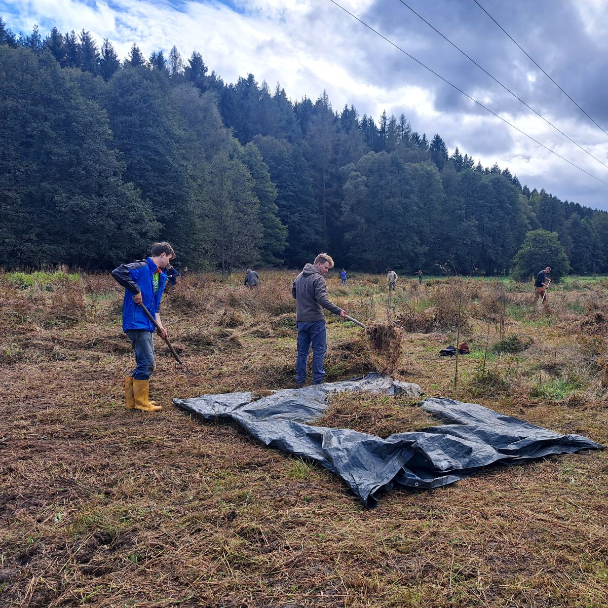 Menschen arbeiten auf einer Wiese im Wald.